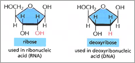 A diagram of the same type of chemical reaction

Description automatically generated with medium confidence