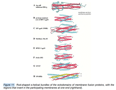 A diagram of a cell membrane

Description automatically generated