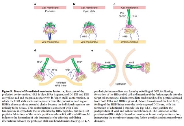 A diagram of a cell membrane

Description automatically generated