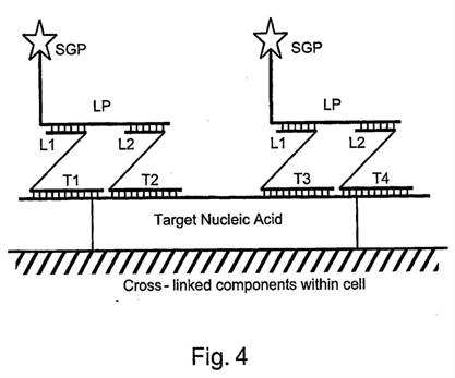 A diagram of a cell

Description automatically generated